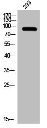 Phospho-IL4R (Y497) Antibody