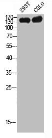IL6ST Antibody