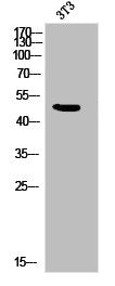 Phospho-CXCR2 (S347) Antibody