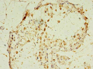 GMNN Antibody