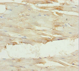 GNA15 Antibody