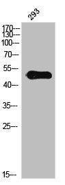 Phospho-IL13RA1 (Y405) Antibody