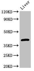 GNAT1 Antibody