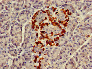 GNAZ Antibody