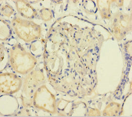 GNB5 Antibody