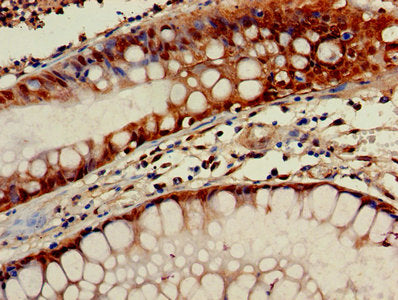 GNG10 Antibody