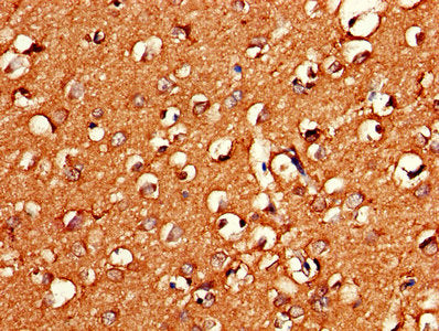 GNG11 Antibody
