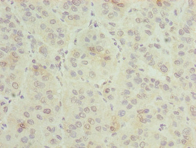 GNG5 Antibody