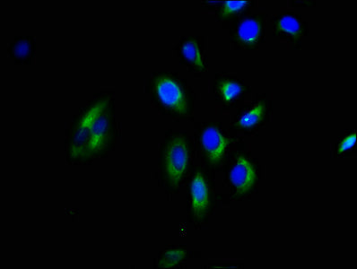 GNGT2 Antibody