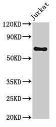 GNL1 Antibody