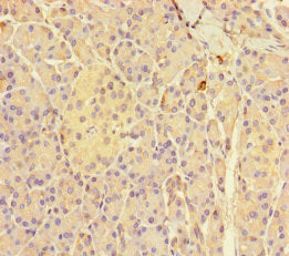 GNMT Antibody