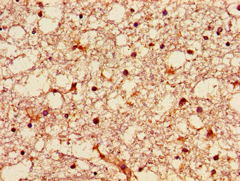 GNPAT Antibody