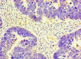 GNRH2 Antibody