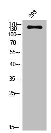 KDR Antibody