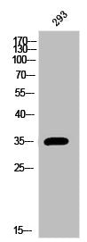 ARG1 Antibody