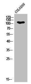 Phospho-KIF11 (T926) Antibody
