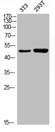 Phospho-KRT18 (S52) Antibody