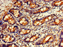 GPC1 Antibody