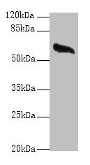 GPC4 Antibody