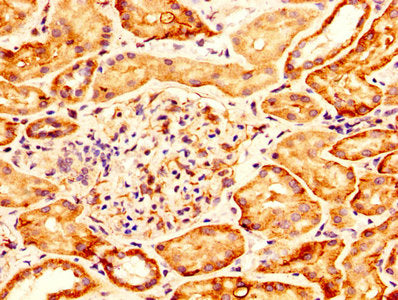 GPC6 Antibody