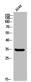 OR10A6 Antibody