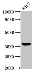 GPR12 Antibody