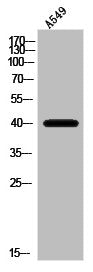 OR10V1 Antibody