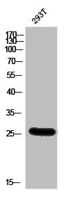 BSX Antibody