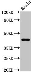 GPR143 Antibody