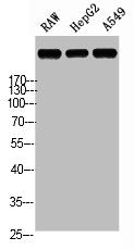 LAMA5 Antibody