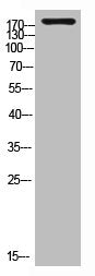 LAMC1 Antibody