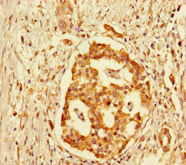 GPR183 Antibody