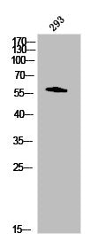LCK Antibody