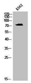 Phospho-LCP2 (Y128) Antibody