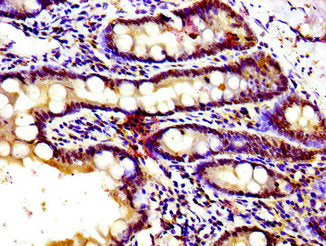 GPR39 Antibody