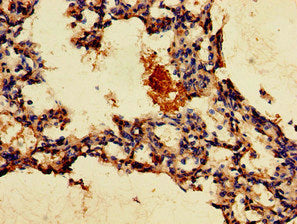 GPR4 Antibody