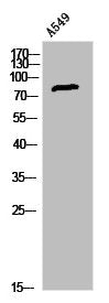 LHCGR Antibody
