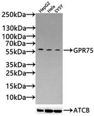 GPR75 Antibody