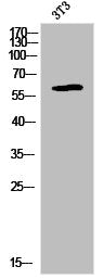 LIMK1 Antibody