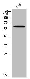 LIMK2 Antibody
