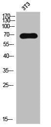 LIMK2 Antibody