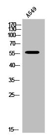 LIPC Antibody