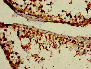GPR85 Antibody