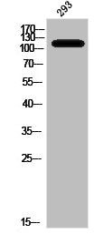 Phospho-LIPE (S552) Antibody