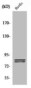 LIPE Antibody