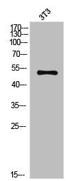 Cleaved-LMNA (N231) Antibody