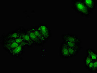GPX2 Antibody
