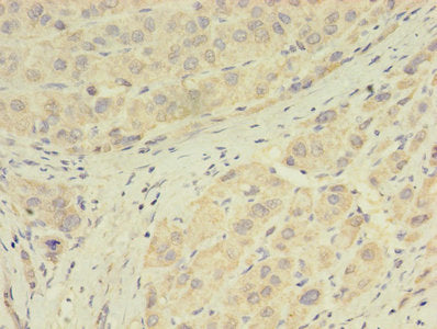 GPX7 Antibody