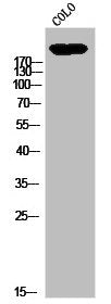 LY75 Antibody
