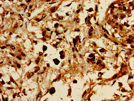 GRB10 Antibody